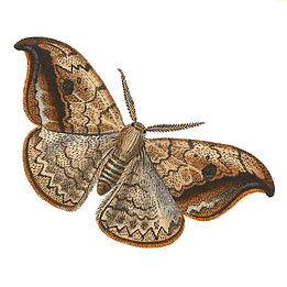 Família Drepanidae