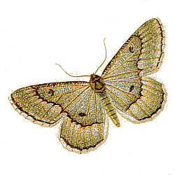 Família Geometridae