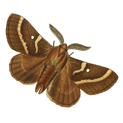 Família Lasiocampidae