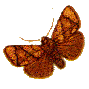 Família Limacodidae