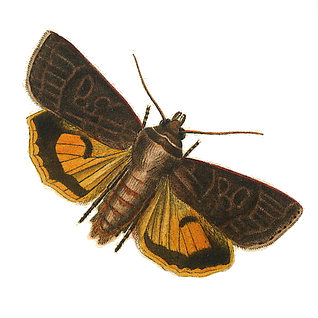 Família Noctuidae