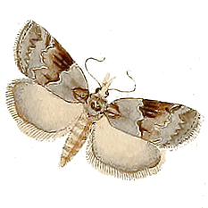 Família Nolidae