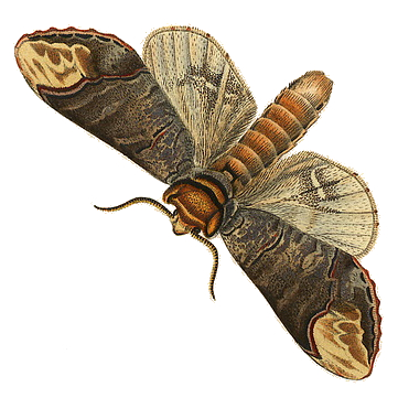 Família Notodontidae