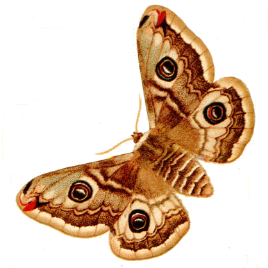 Família Saturniidae