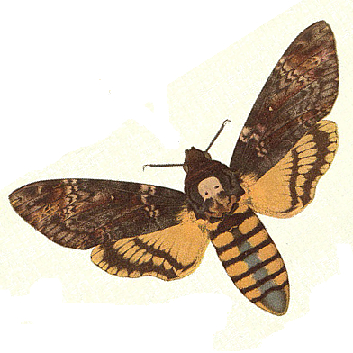 Família Sphingidae