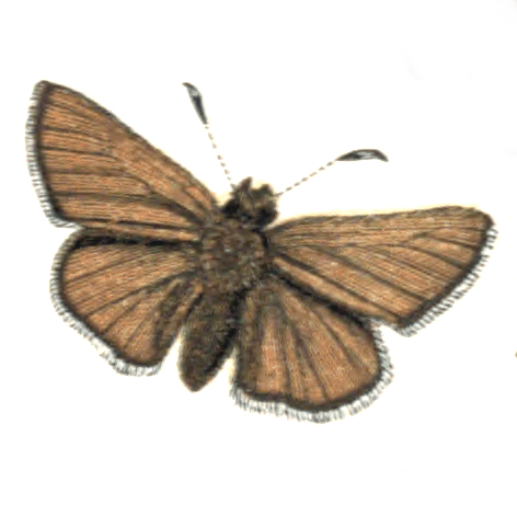 Família Hesperiidae