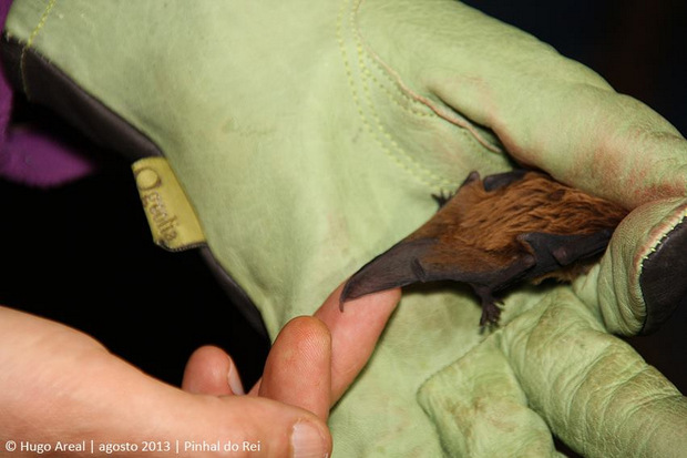 Pormenor da cauda com a qual os morcegos capturam insetos em voo (talvez a coisa que aprendi ontem sobre os morcegos que mais me surpreendeu).